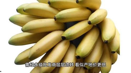 香蕉网国产,探索本土创意与产业的融合之路